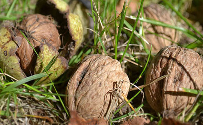 Help yourself to some free walnuts… If you can beat the wildlife!