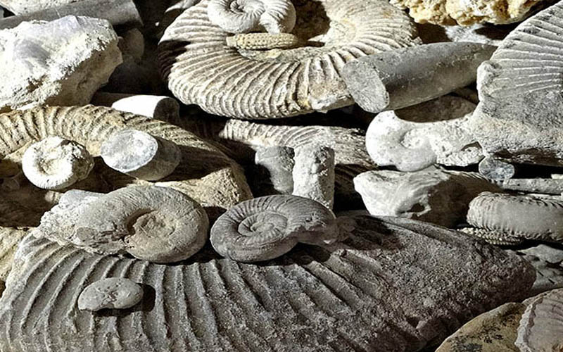 Collecte de fossiles et roches dans le Dordogne et Nouvelle-Aquitaine