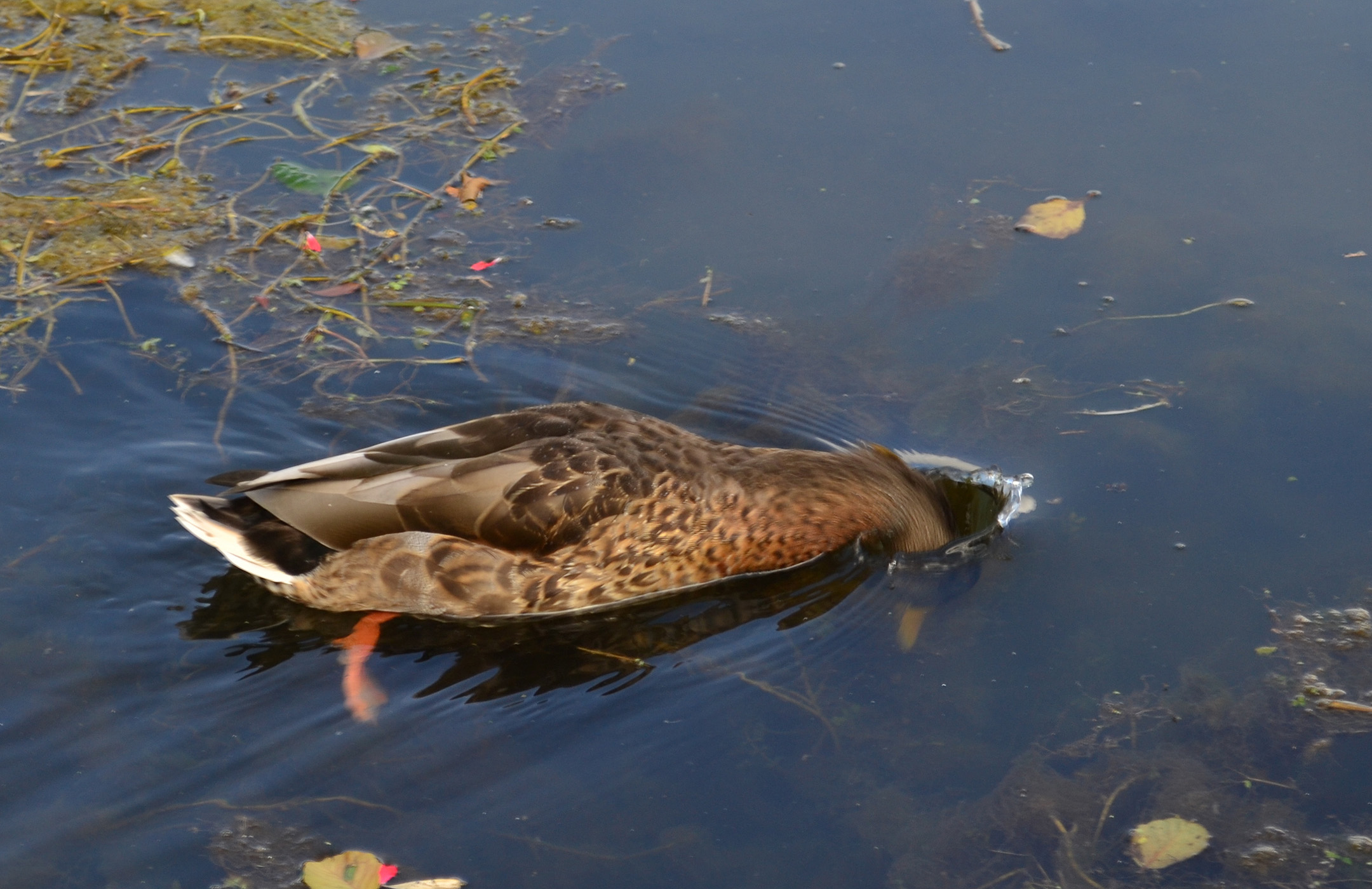 Female mallard duck, Le Bugue, Dordogne