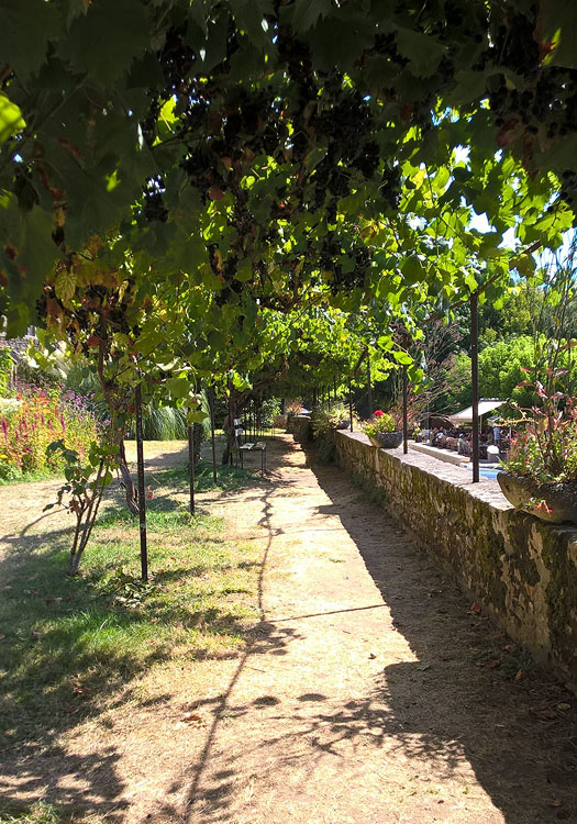 Relax under the leafy grape vines.