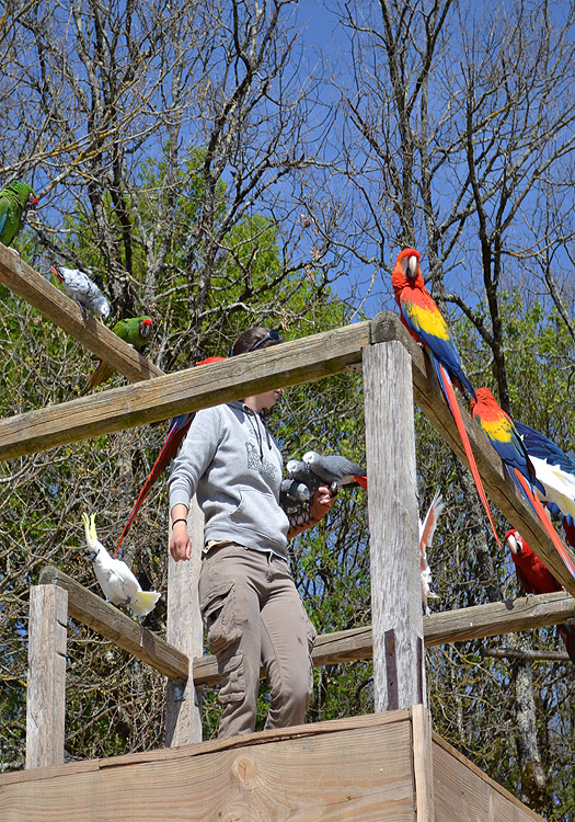 Le Rocher des Aigles - Parc ornithologique avec spectacles de rapaces et perroquets - Rocamadour