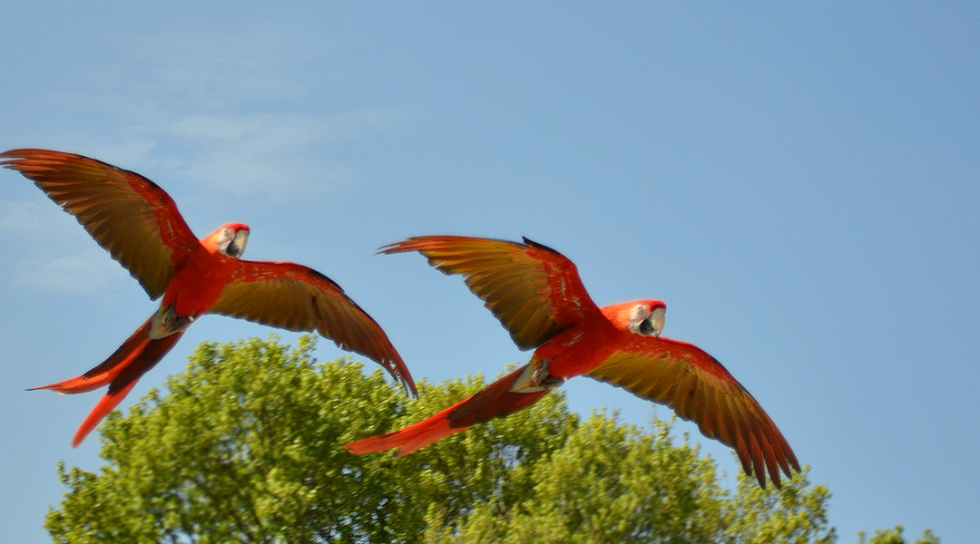 Le Rocher des Aigles - Parc ornithologique avec spectacles de rapaces et perroquets - Rocamadour